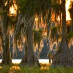 Cypress with Moss