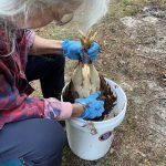 Defeathering the Hen