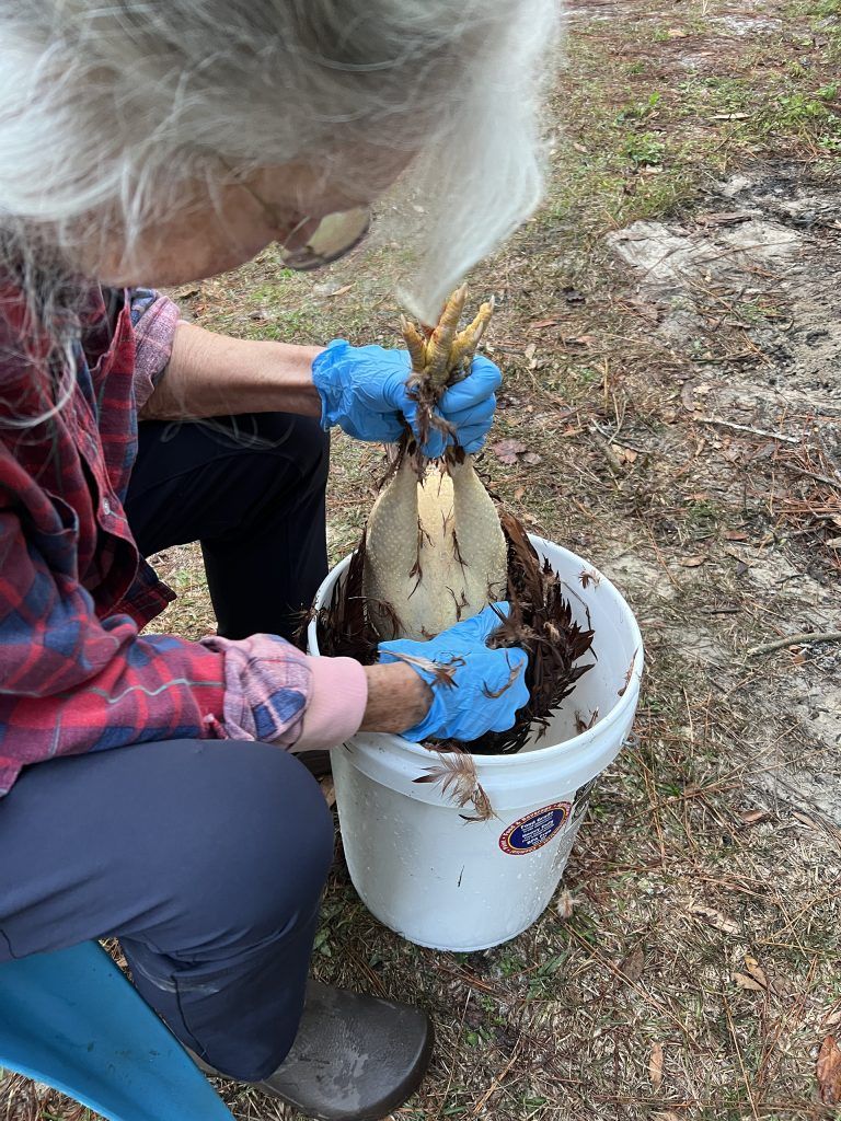 Defeathering the Hen