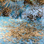 Dill Seeds