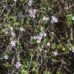 Elliots Astor - Ocklawaha River