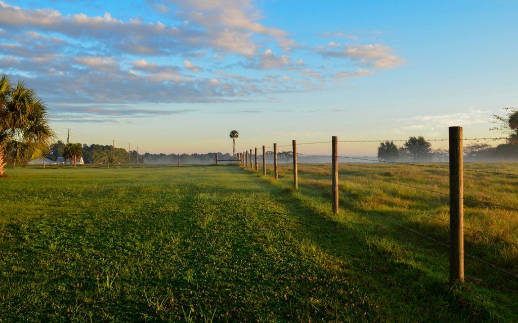 Fenceline in the morning