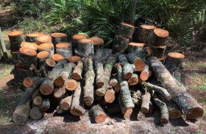 Firewood gathered from results of Hurricane Irma