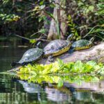Five Turtles