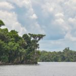 Flat top Cypress