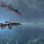 Florida Gar - Lepisosteus platyrhincus