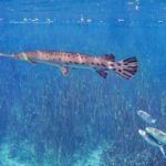 Florida Gar & Mullet