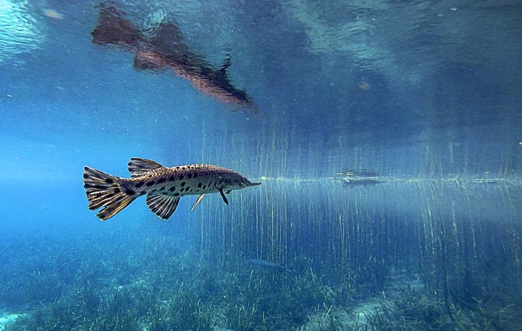 Florida Gar on Rainbow River