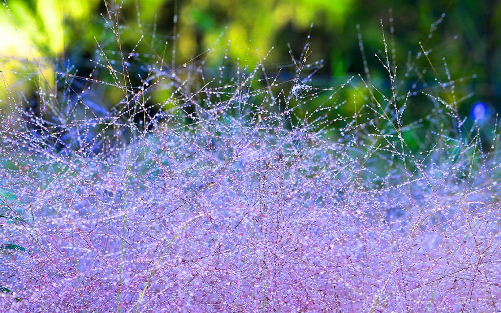 Florida Muhly Grass with Dew