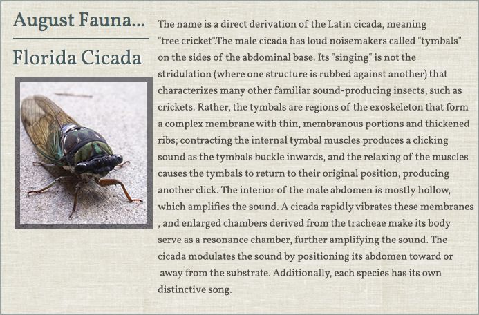 Florida_Cicada