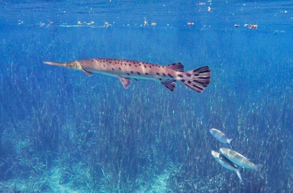 Gar Mullet