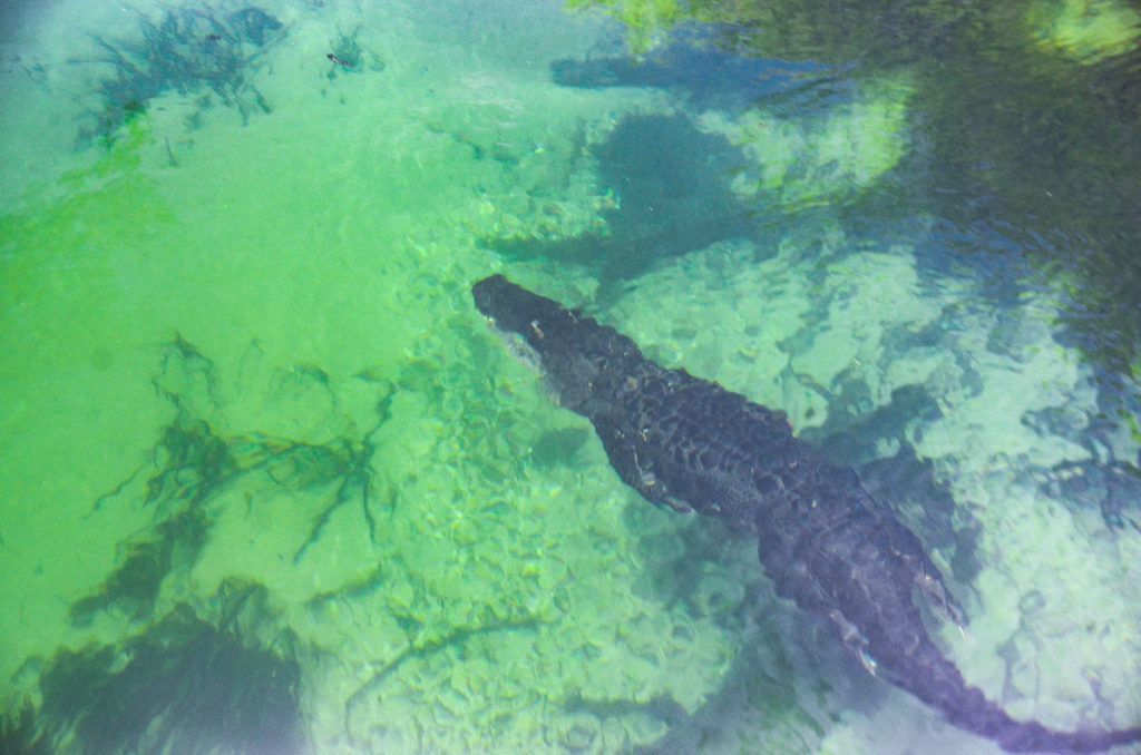Gator Below the Surface