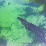 Gator Below the Surface