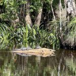 Gator and Turtle Share a Log