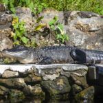 Gator at Silver Glen Springs