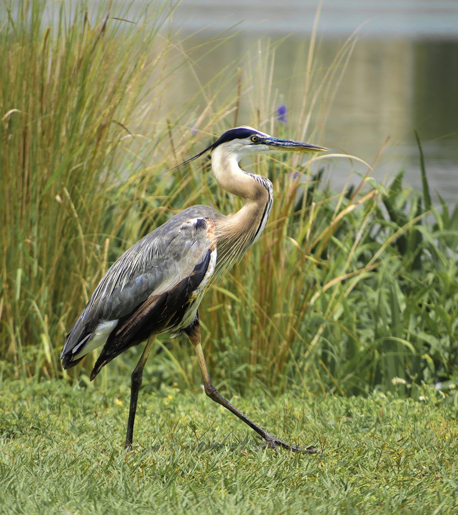 Great Blue Heron
