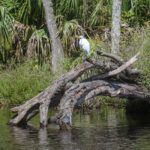 Great Egret at Silver Glen