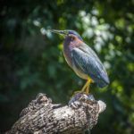 Green Heron -Butorides virescens