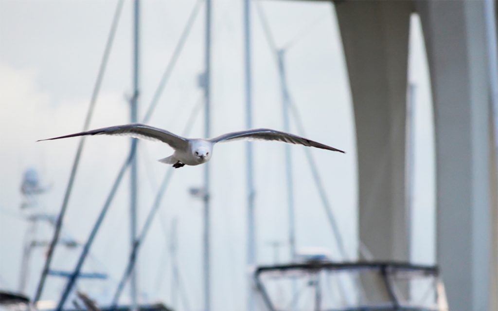 Gull over Docks at St Pete