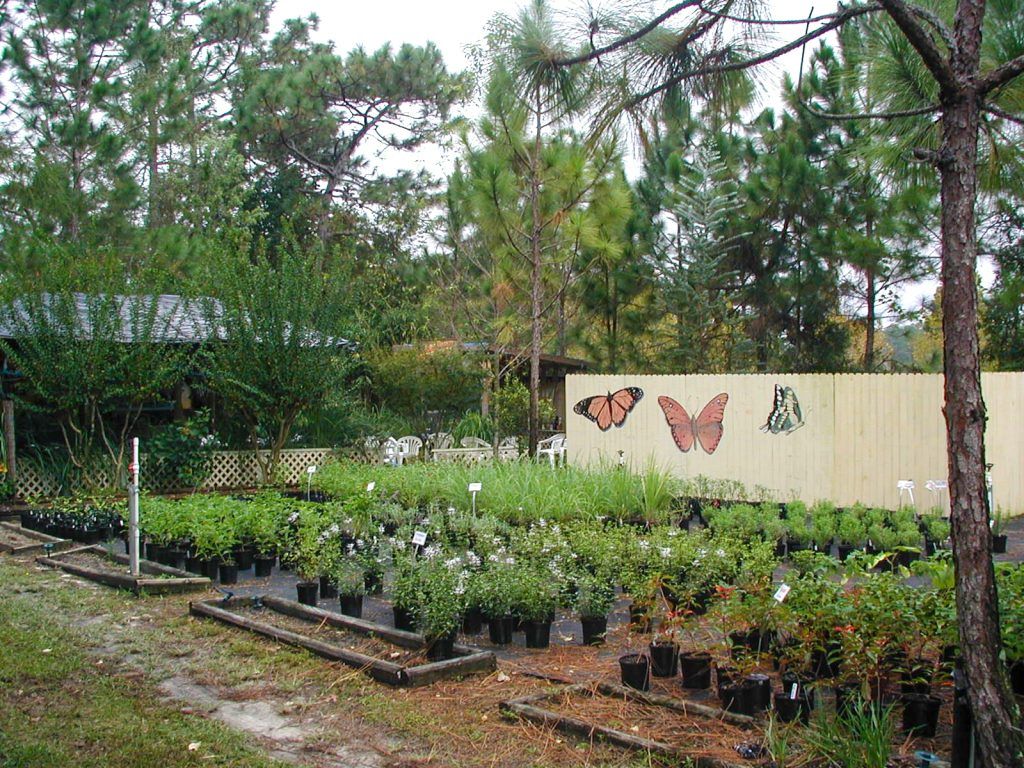 THG Butterfly Plants