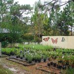 Butterfly Plants at The Herb Garden