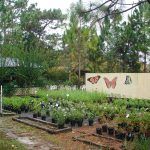 THG Butterfly Plants