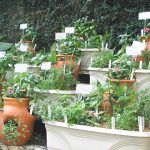 The Herb Garden Window Boxes