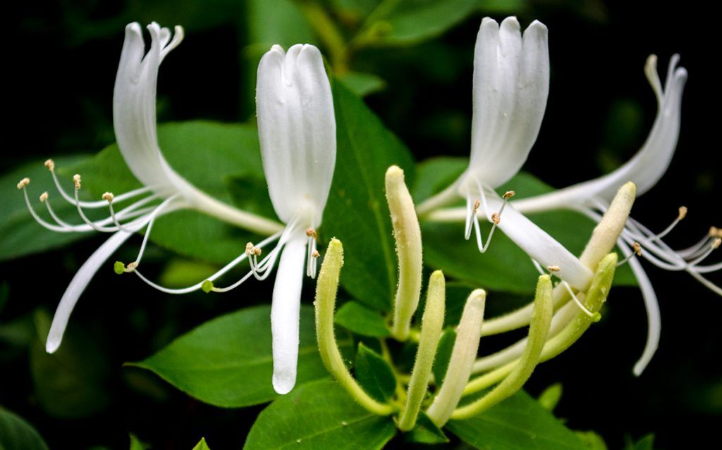 Honeysuckle