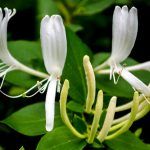 Honeysuckle