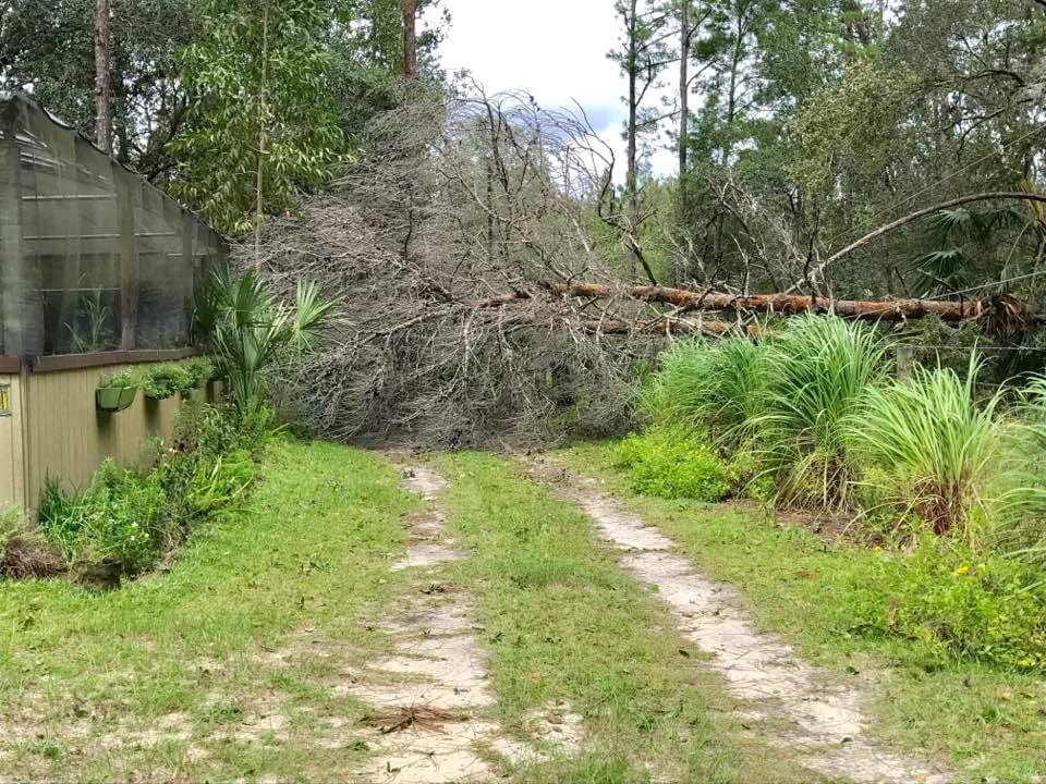Irma - Tree over Driveway
