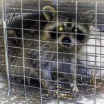 Killer Raccoon Caught