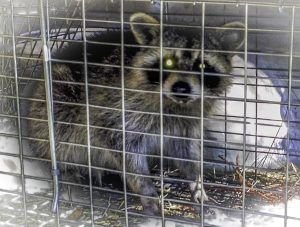 Killer Raccoon Caught