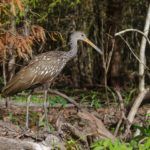 Limpkin - Aramus guarauna