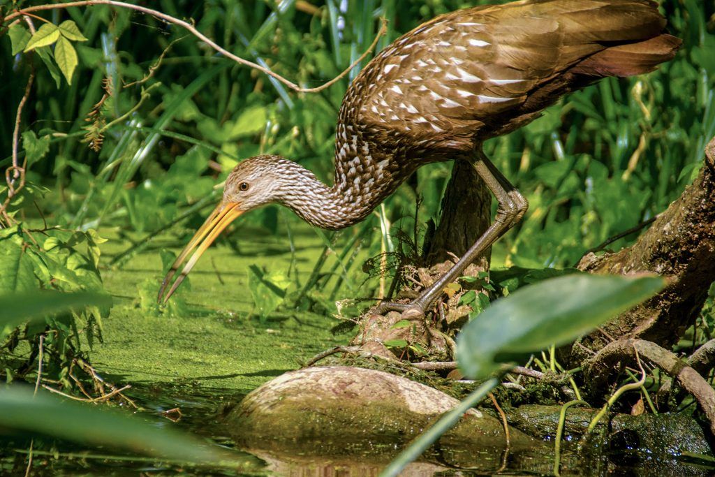Limpkin with Bug