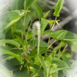 Lizards Tail - Saururus cernuus