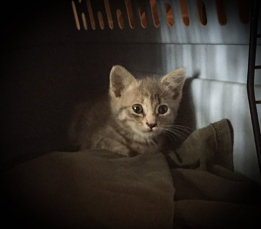 Luna as Kitten