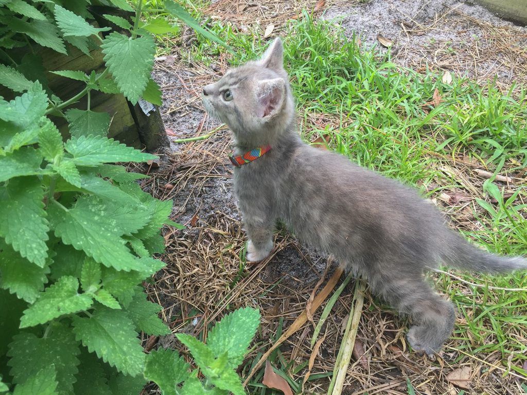 Luna discovers the Catnip