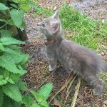 Luna discovers the Catnip