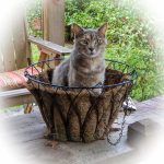 Luna in a Basket