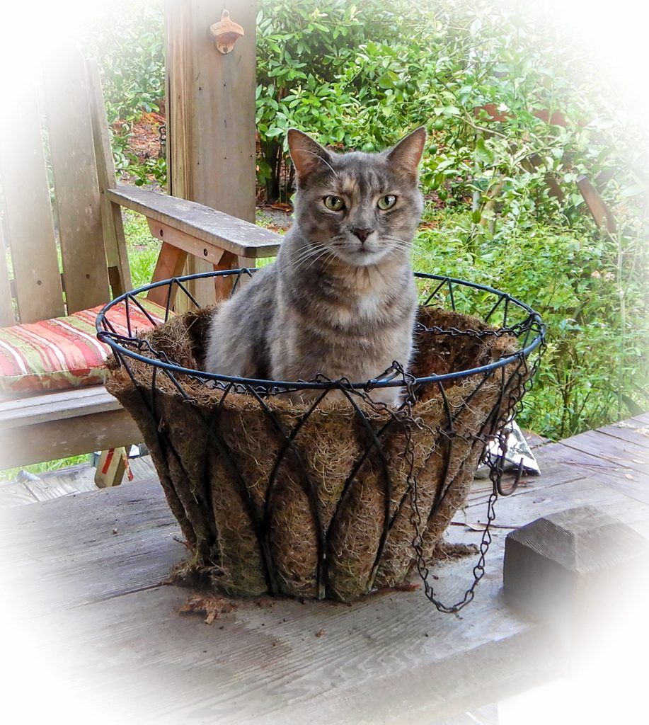 Luna in a Basket