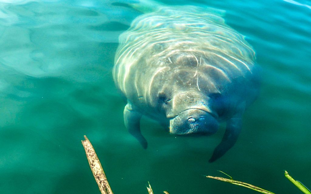 Manatee Checking Me Out