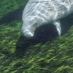 Manatee in the Silver River