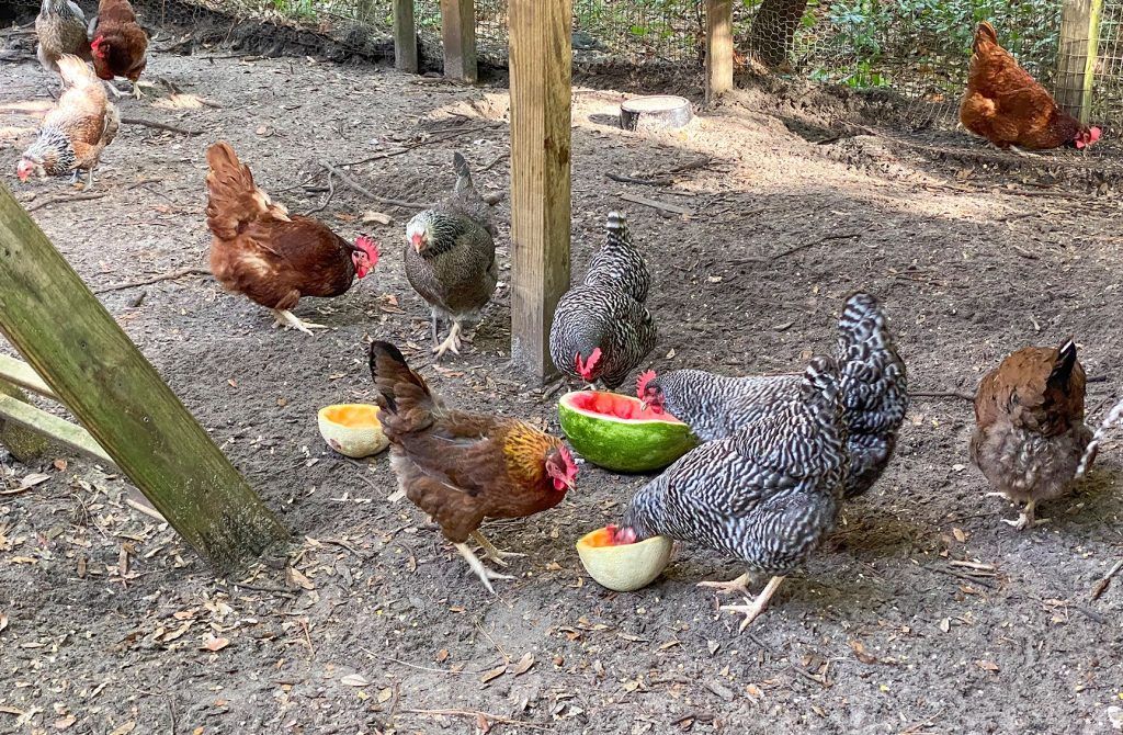 Melons for the Hens