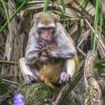 Monkey Counts