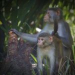 Monkey Mother and Young