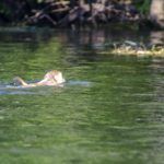 Monkey Swims Across the Silver River