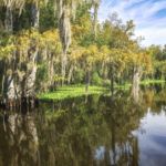 Moss and Cypress along the Ocklawaha