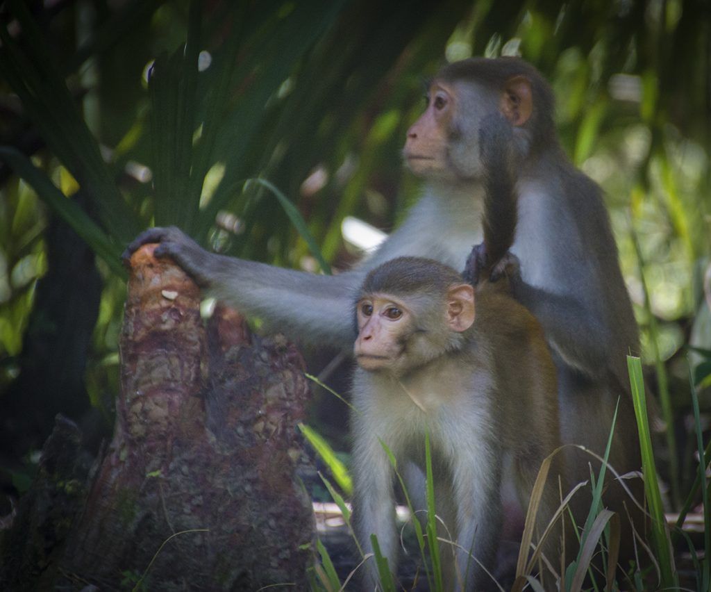 Mother Monkey with Young