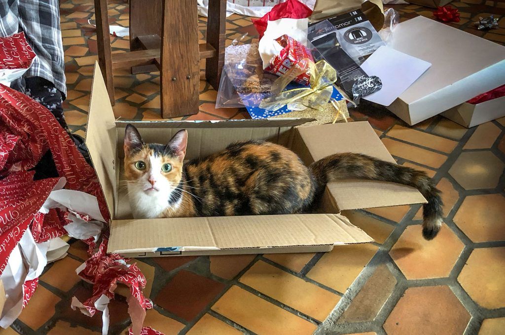 Nell in a Box