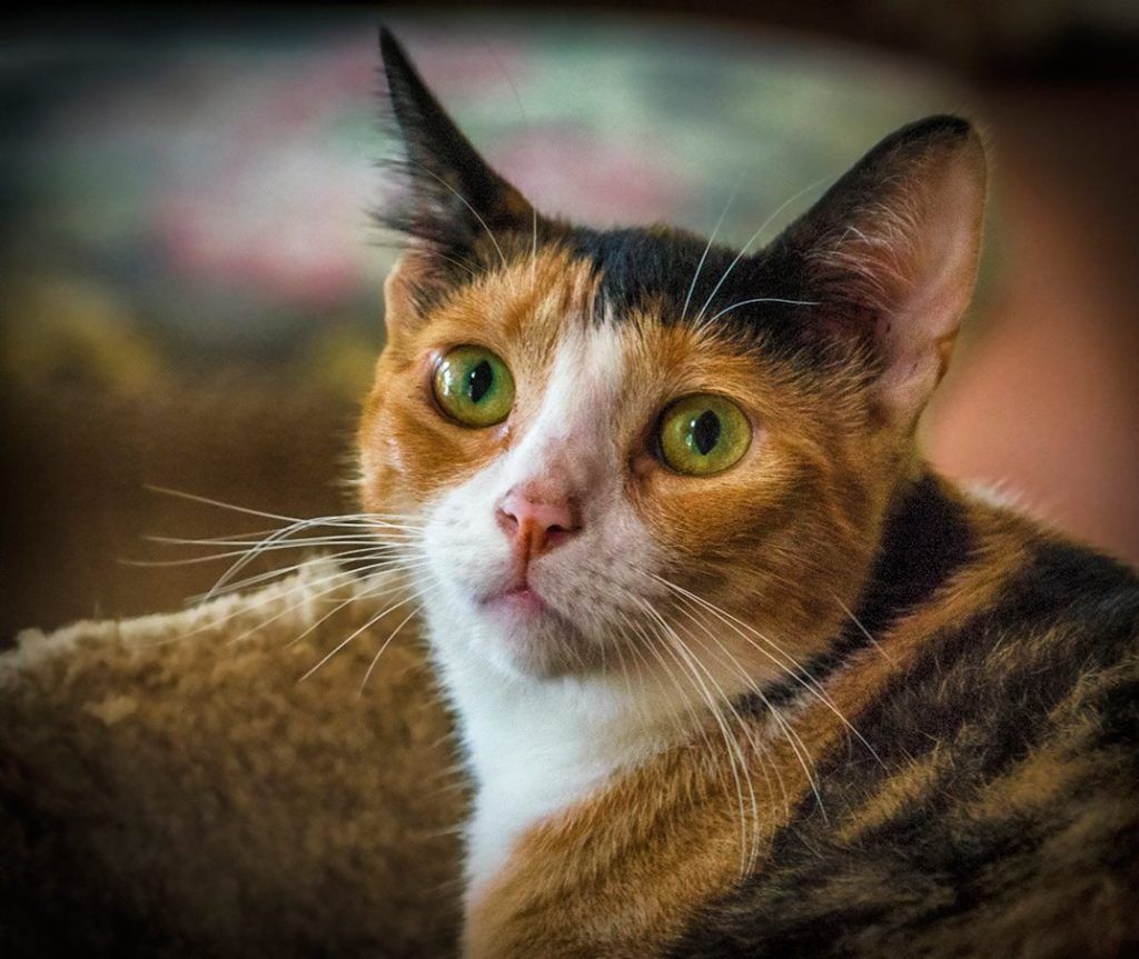 Nell